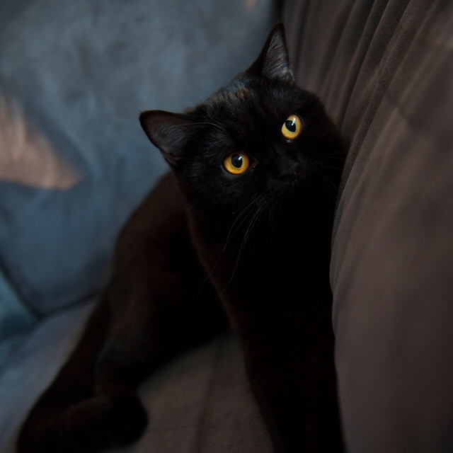 Felix